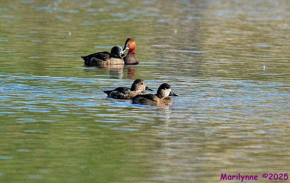 DSC_2387 copy_001.JPG