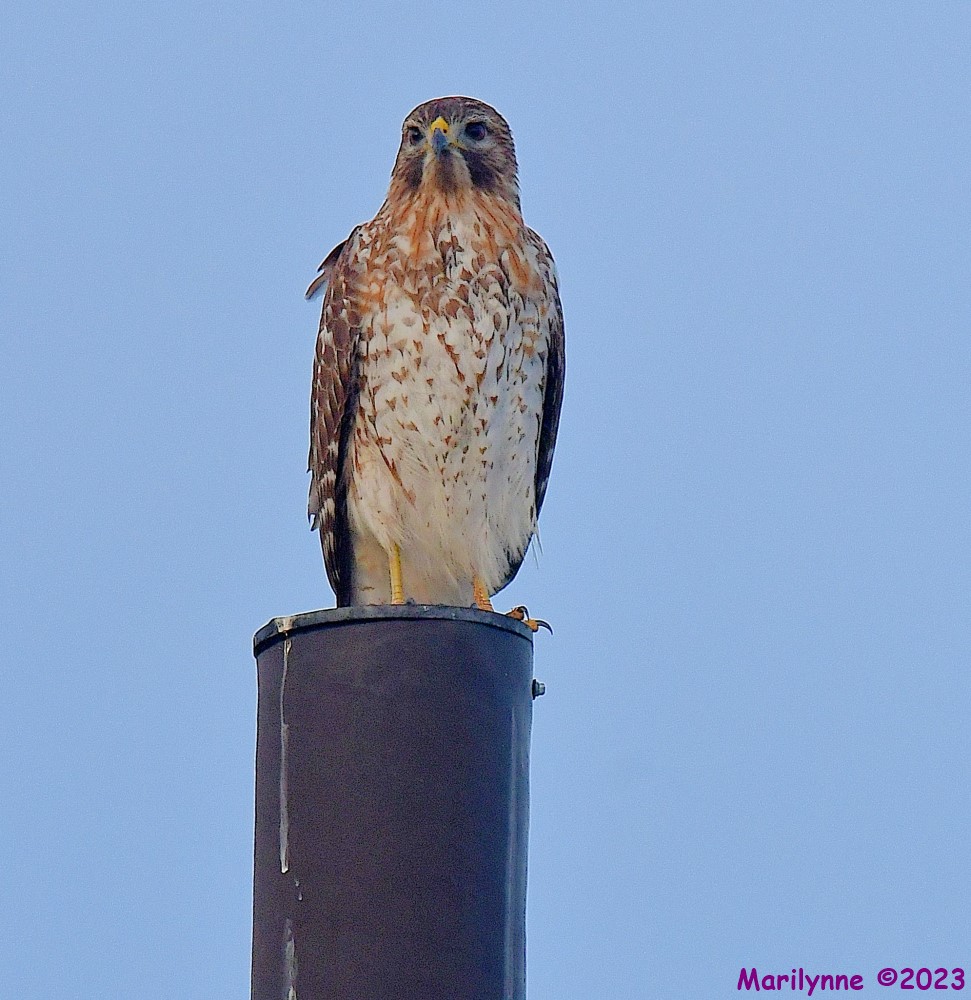 DSC_2387_001.JPG