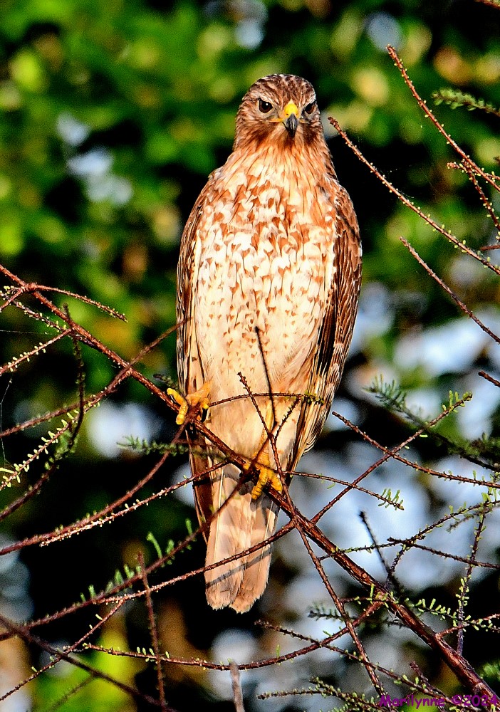 DSC_2387_001.JPG