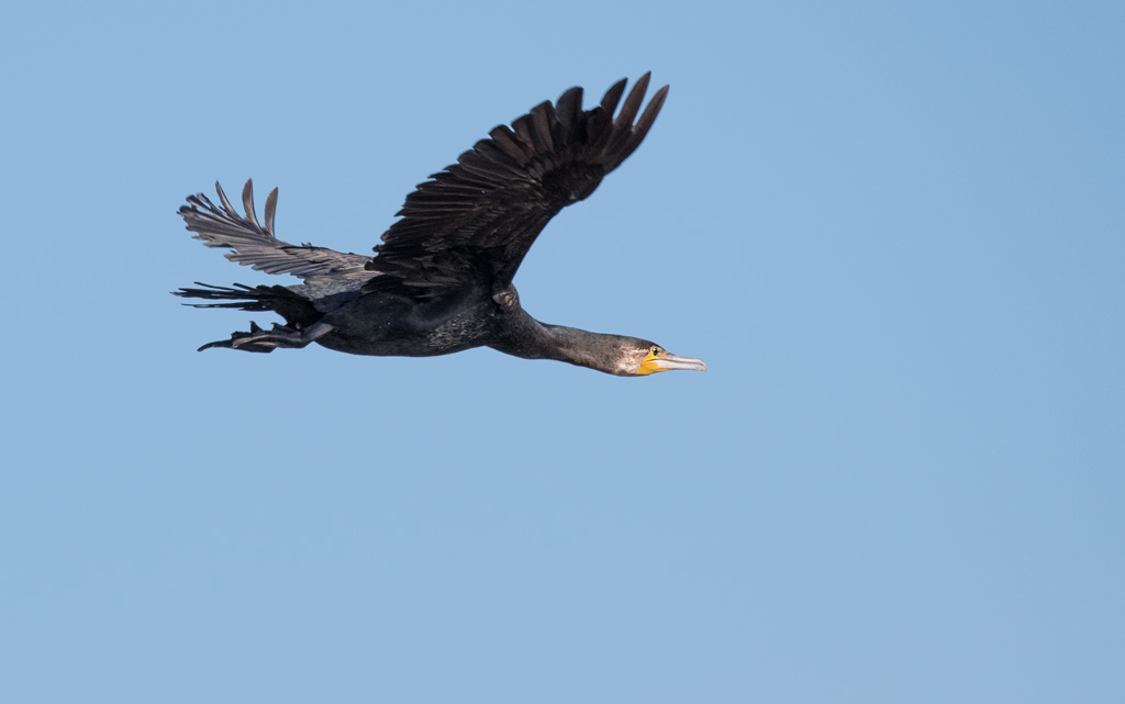 DSC_2389.jpg