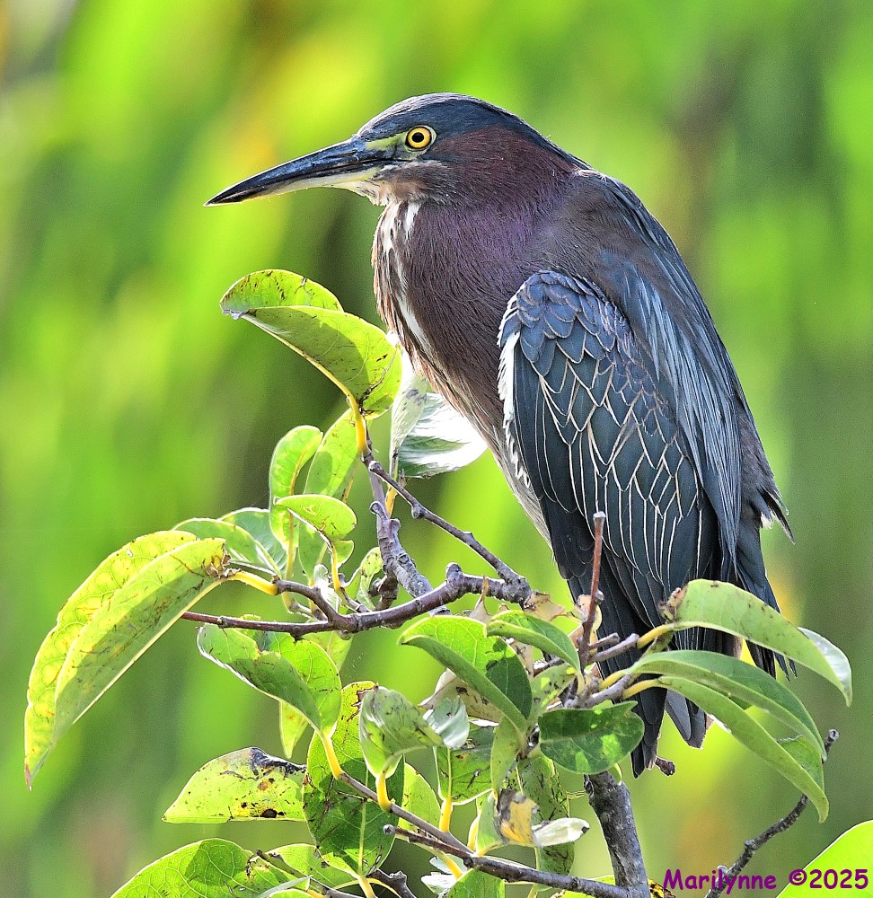DSC_2390_001.JPG