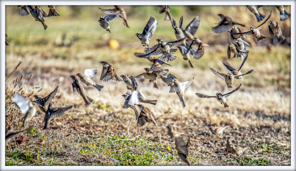 DSC_2391-Edit.jpg