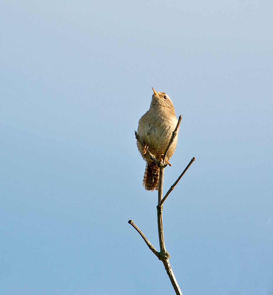 DSC_2391.jpg