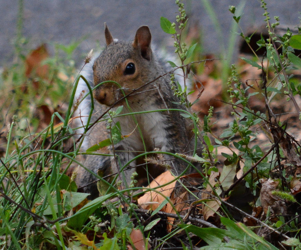 DSC_2392.jpg
