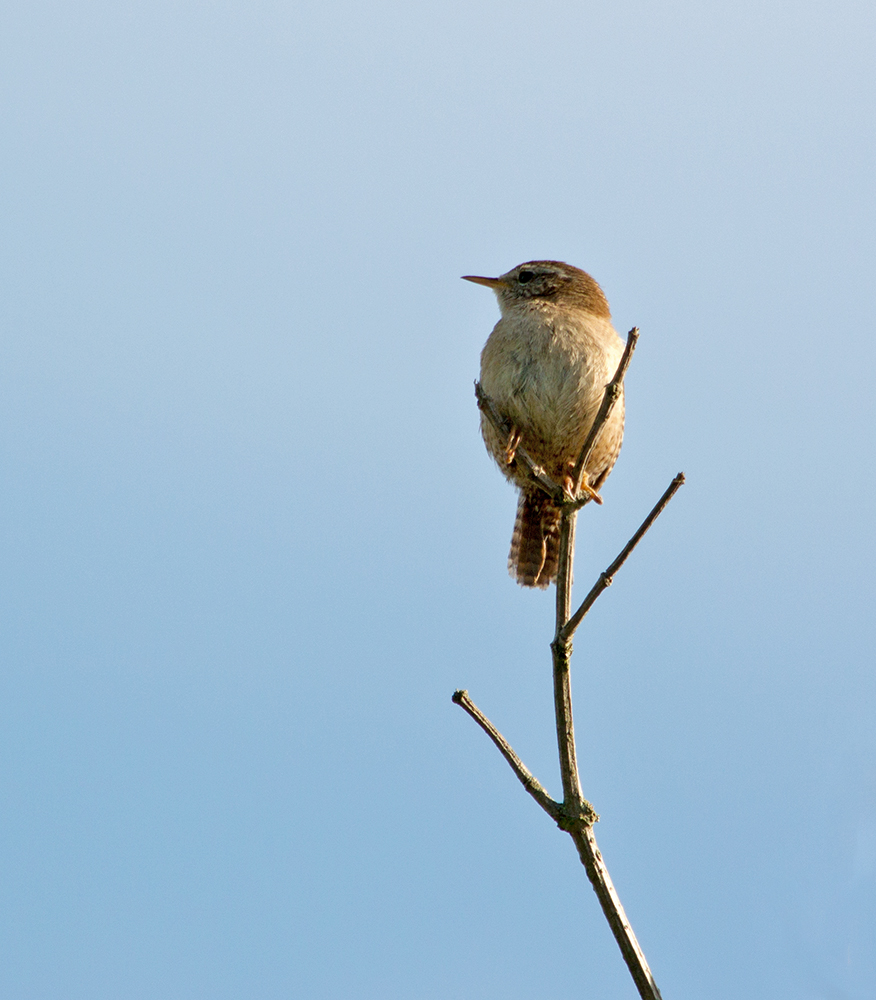 DSC_2392.jpg