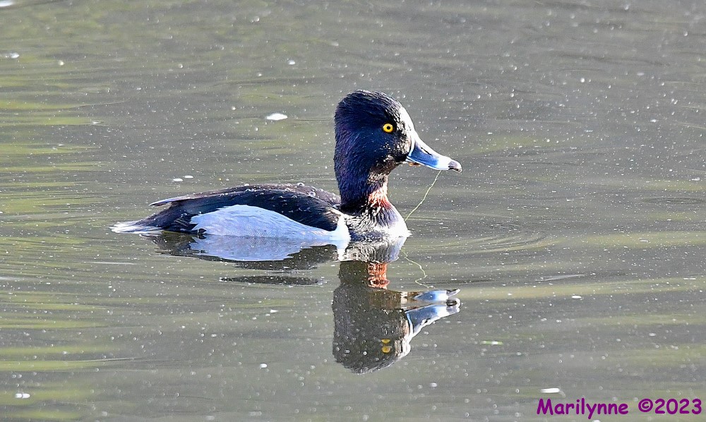 DSC_2393_001.JPG