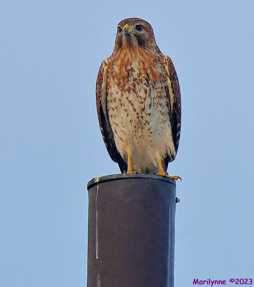 DSC_2393_001.JPG