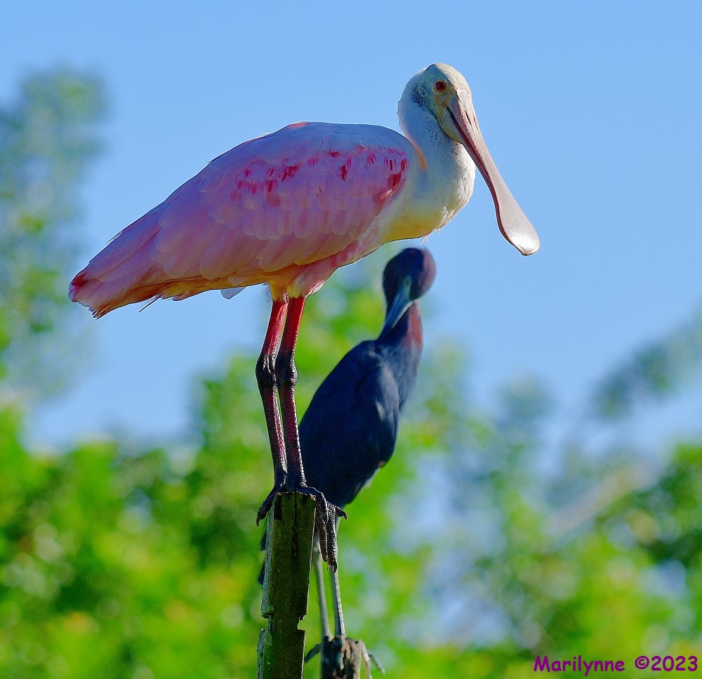 DSC_2394_001.JPG