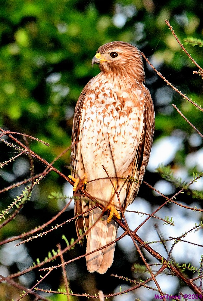 DSC_2395_001.JPG