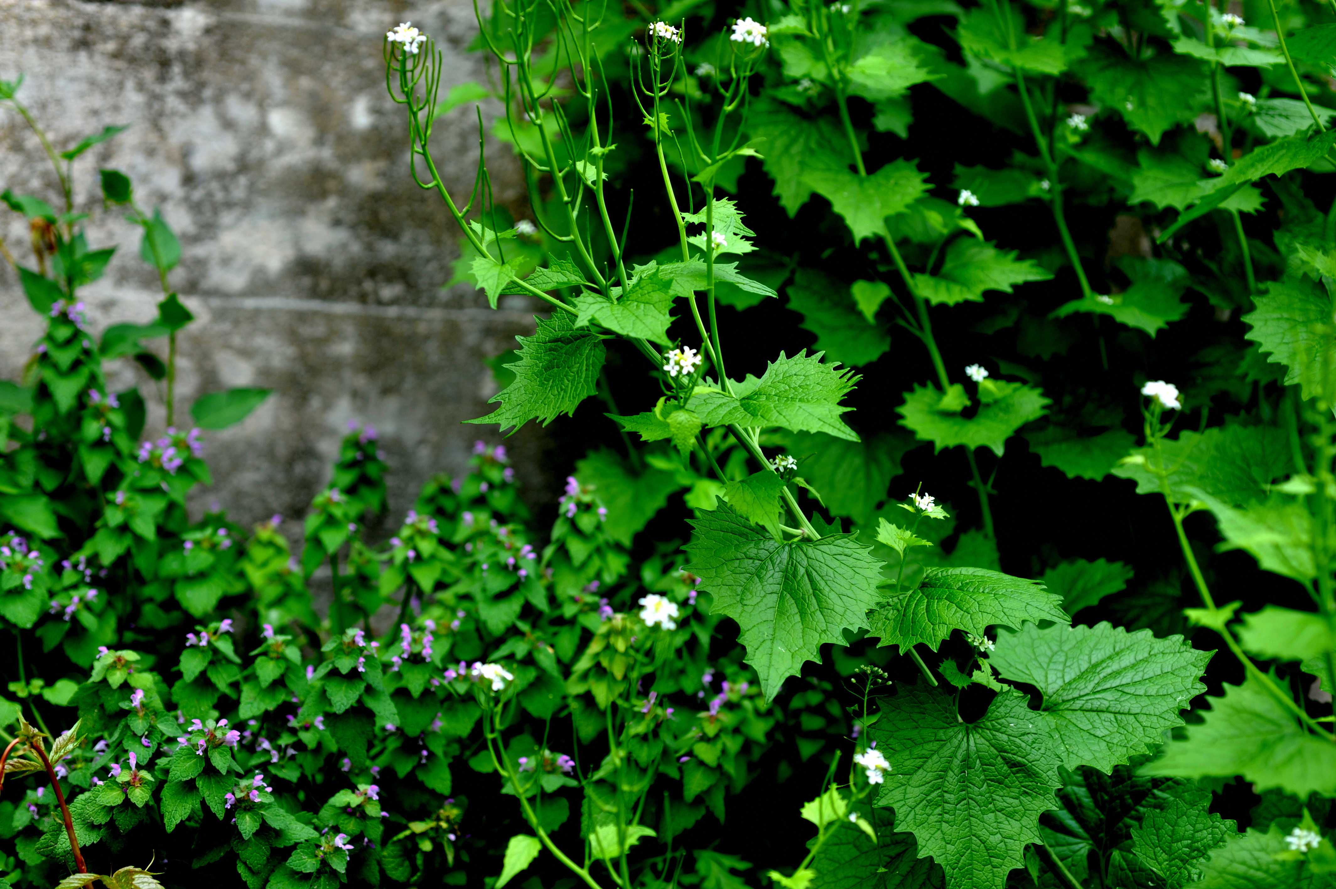 DSC_2395_01resized.jpg