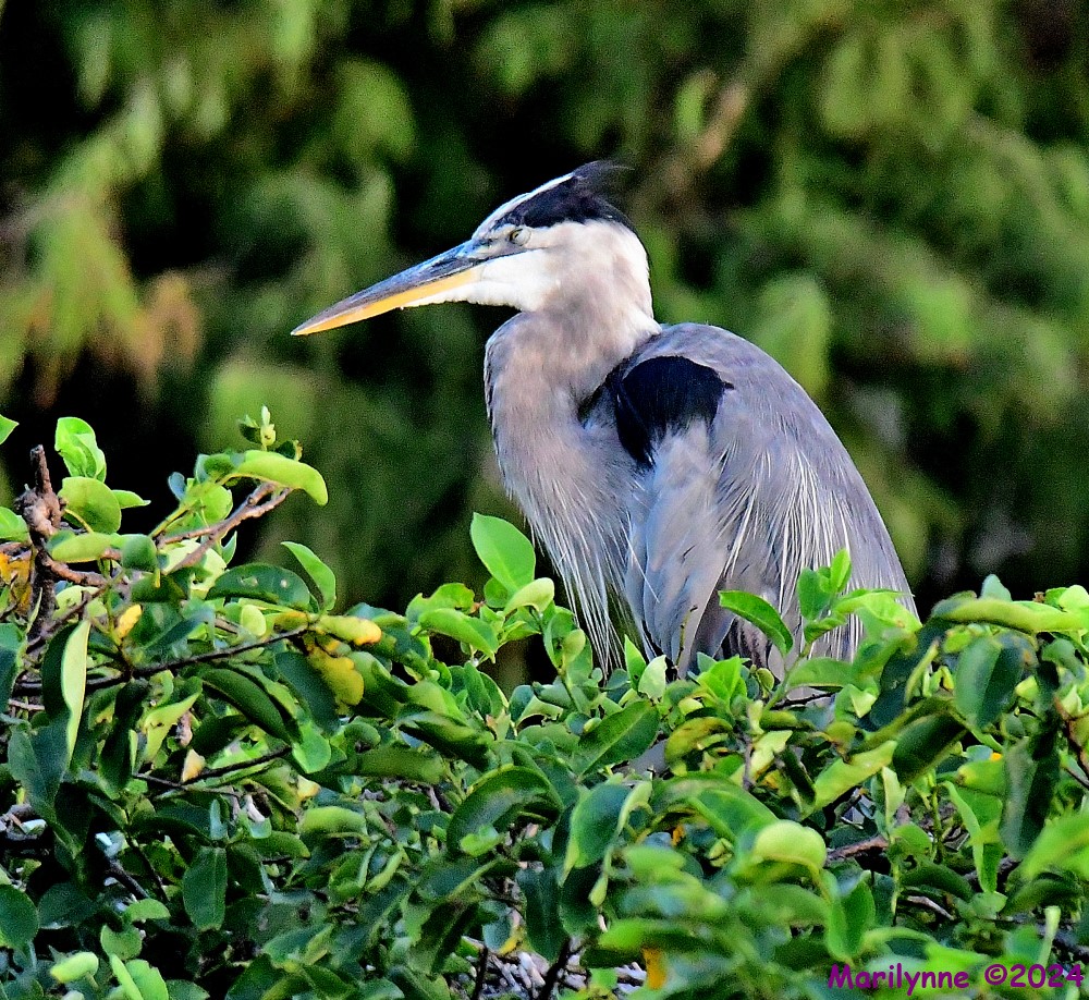 DSC_2396_001.JPG