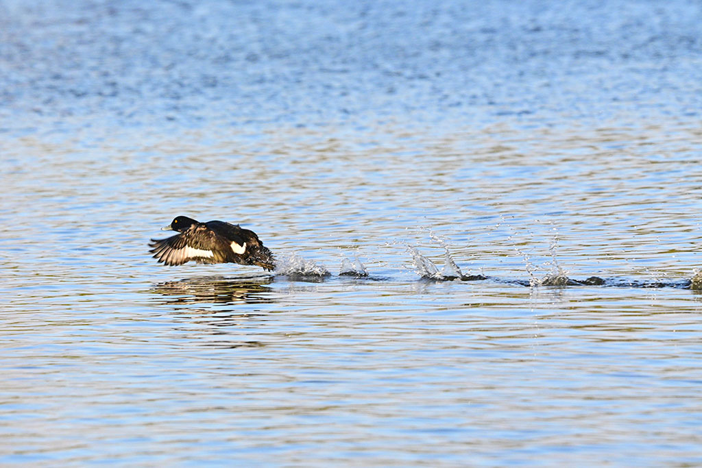 DSC_2397.jpg