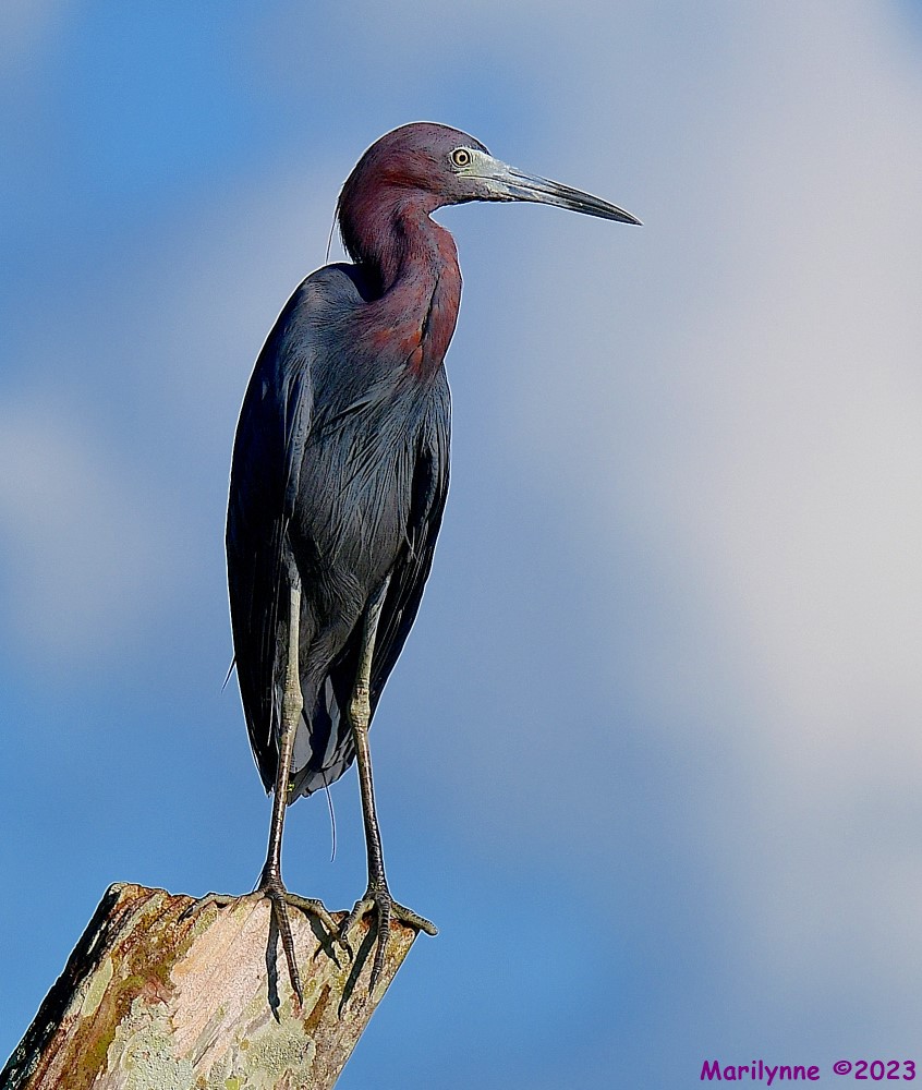 DSC_2398_001.JPG