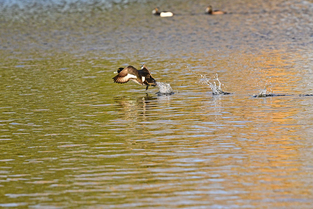 DSC_2399.jpg
