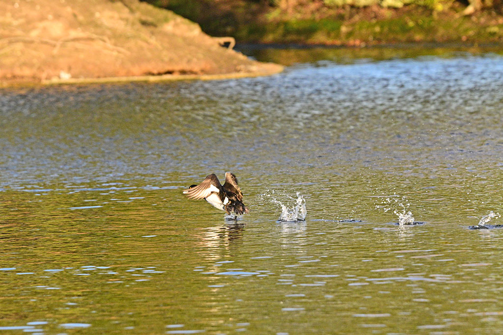 DSC_2400.jpg