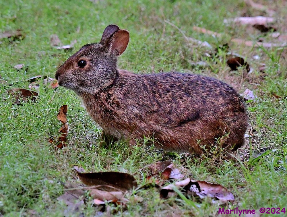 DSC_2401_001.JPG