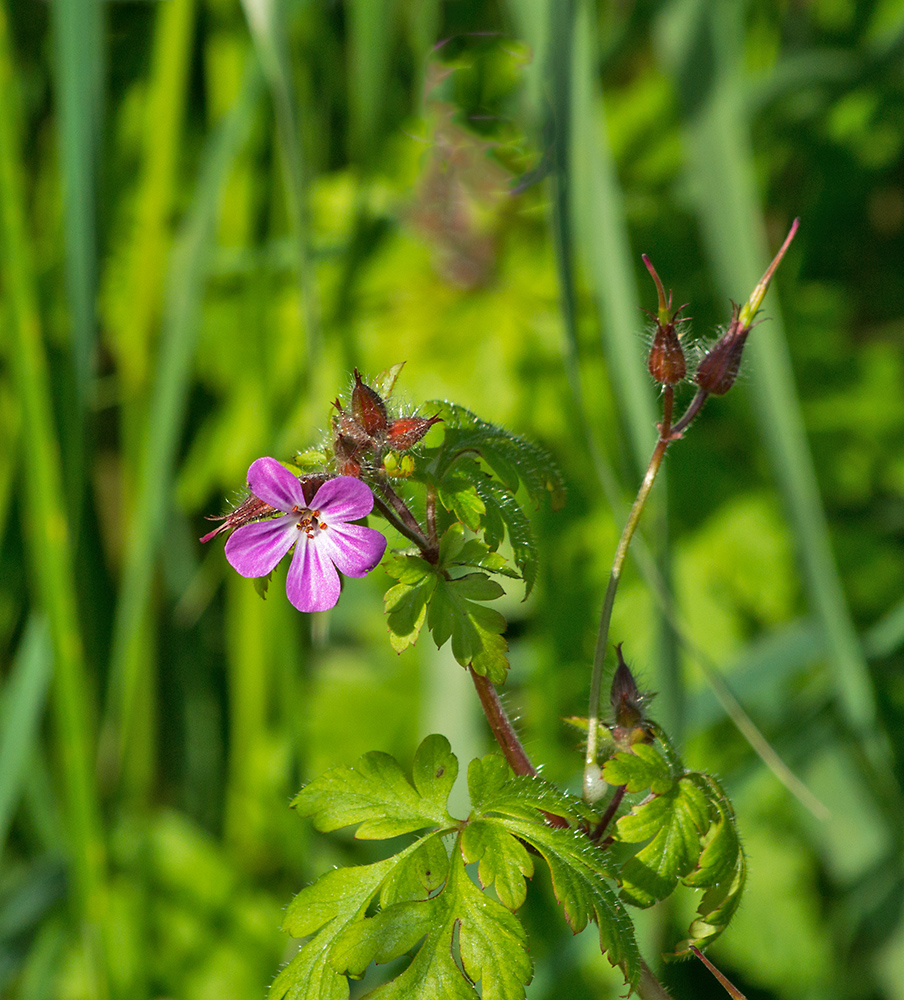 DSC_2402.jpg