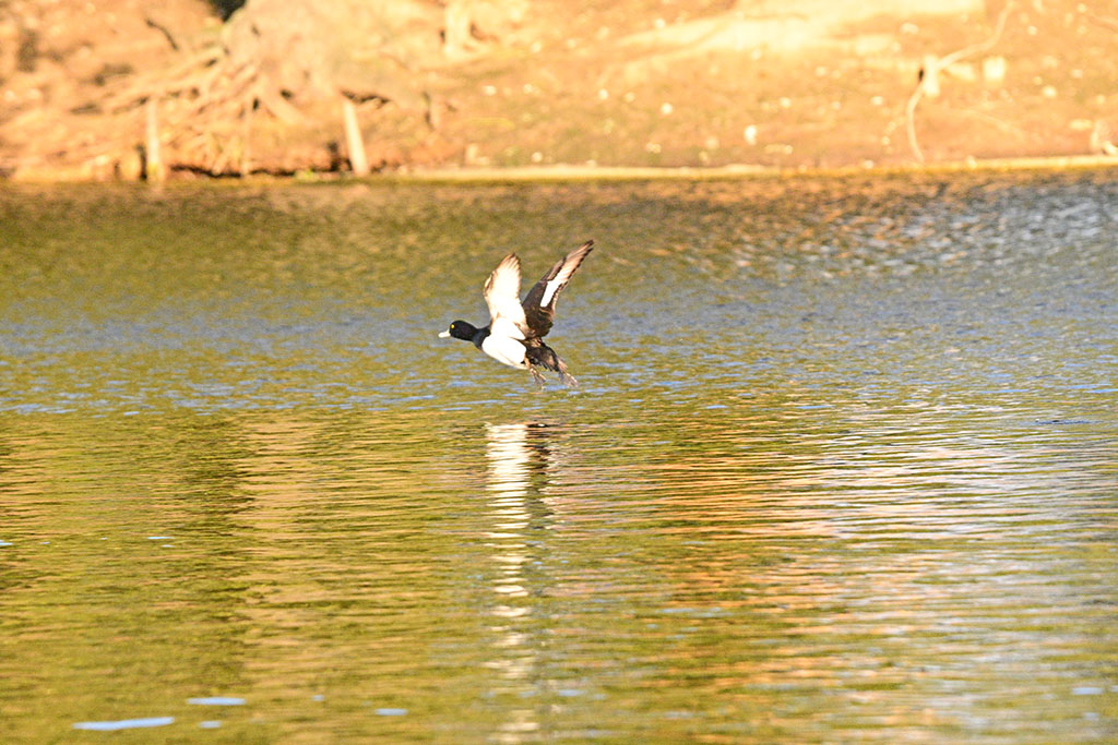 DSC_2402.jpg