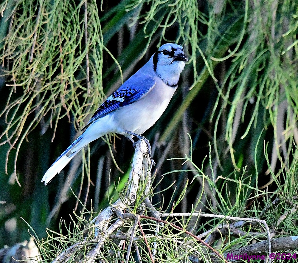 DSC_2402_001.JPG