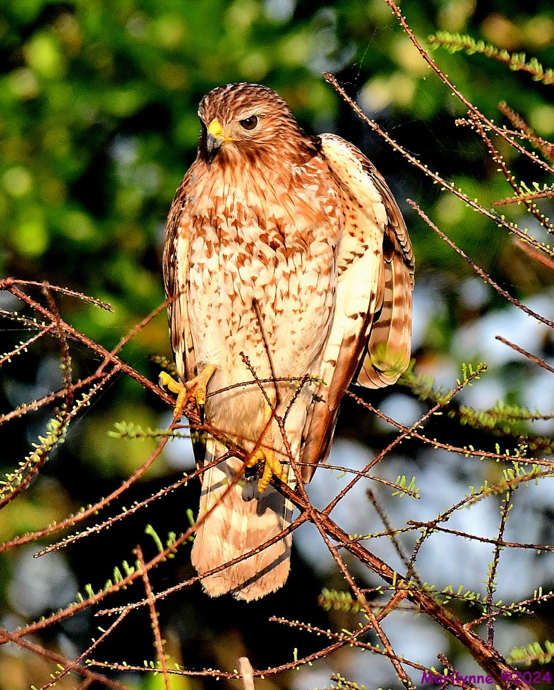 DSC_2403_001.JPG