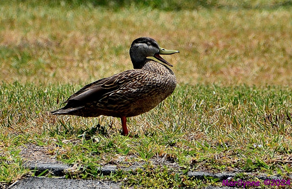 DSC_2405_001.JPG