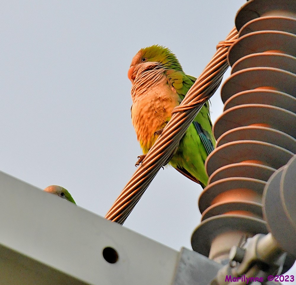 DSC_2411_001.JPG