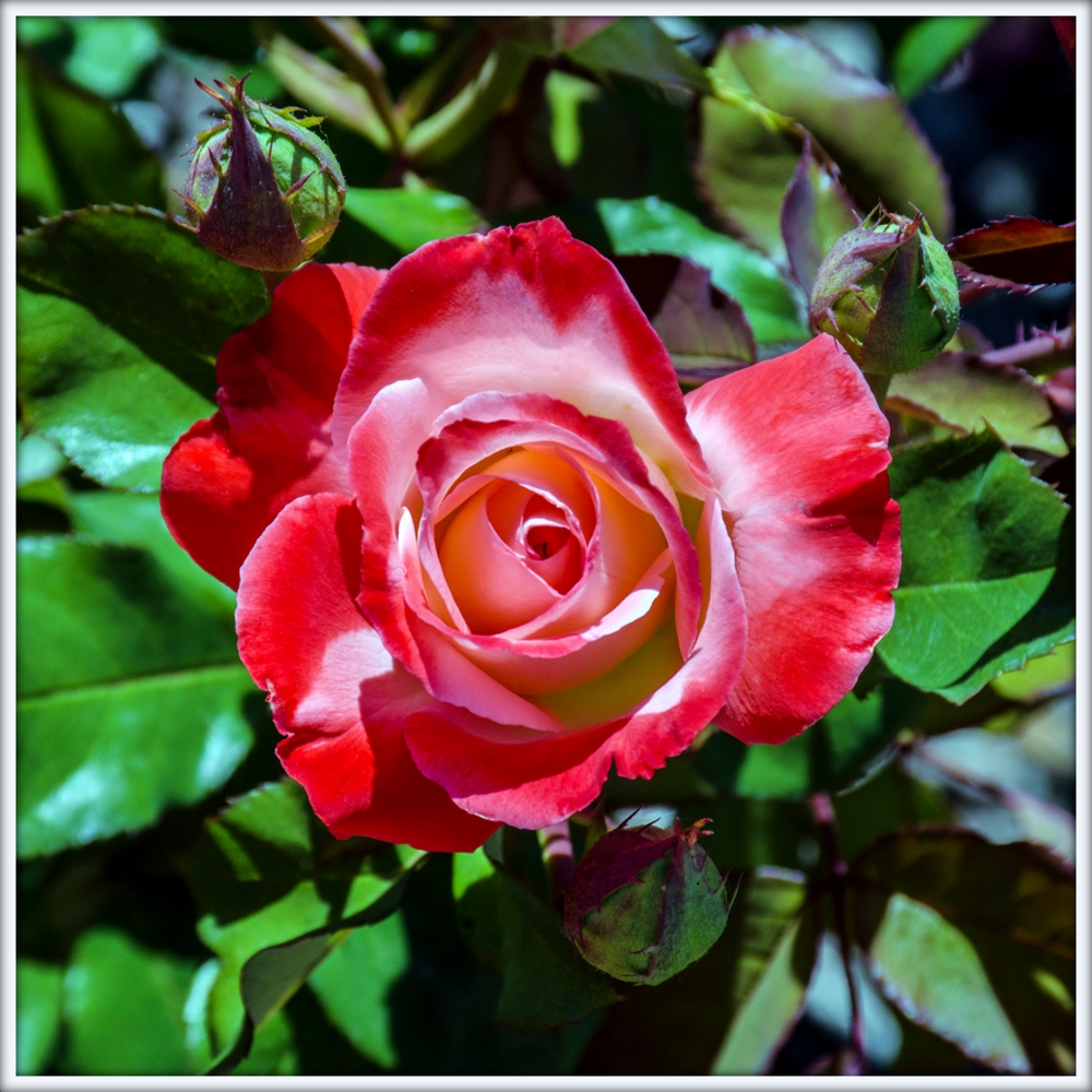 DSC_2412.jpg