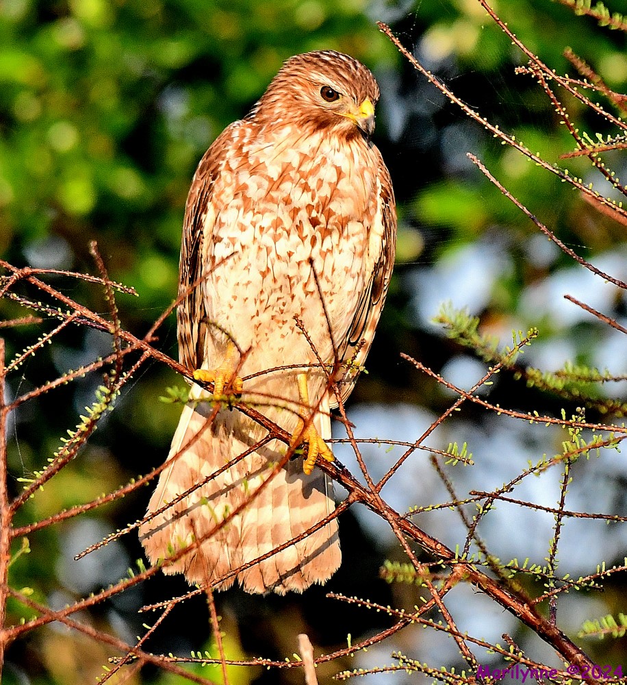 DSC_2412_001.JPG