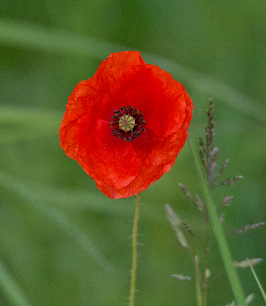 DSC_2413.jpg