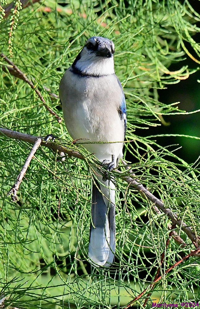 DSC_2414_001.JPG