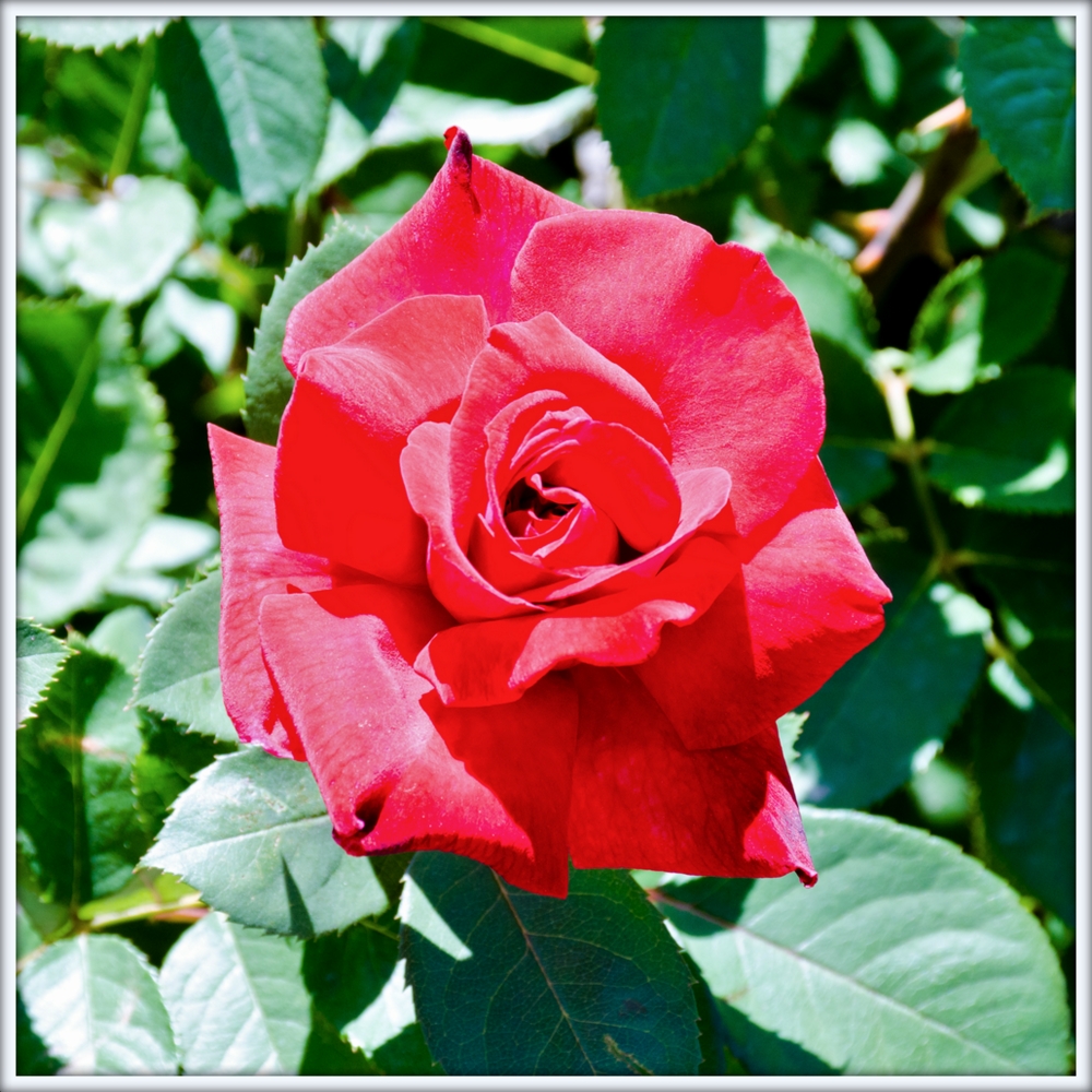 DSC_2416.jpg