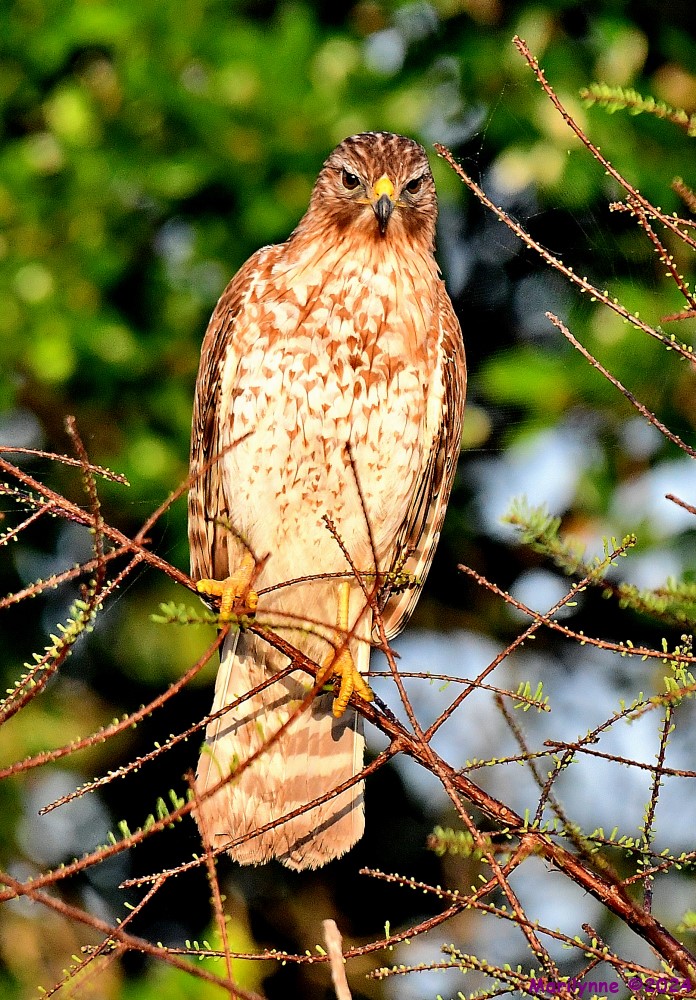 DSC_2416_001.JPG