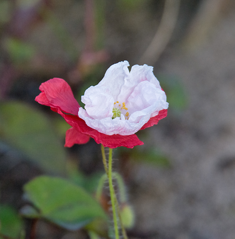 DSC_2418.jpg