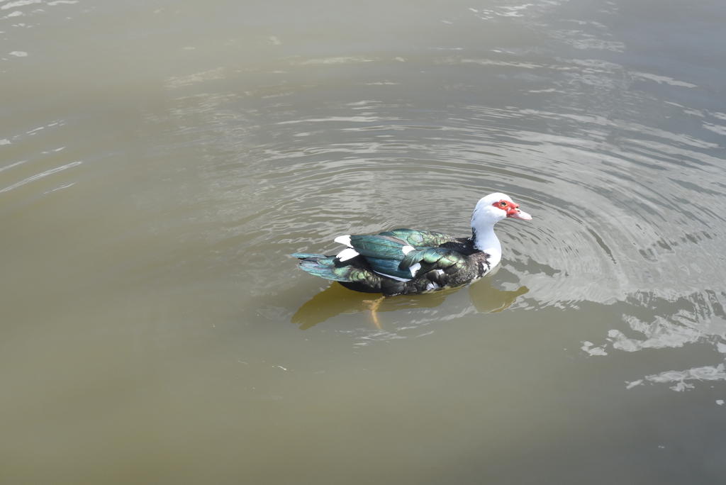 DSC_2419.jpg