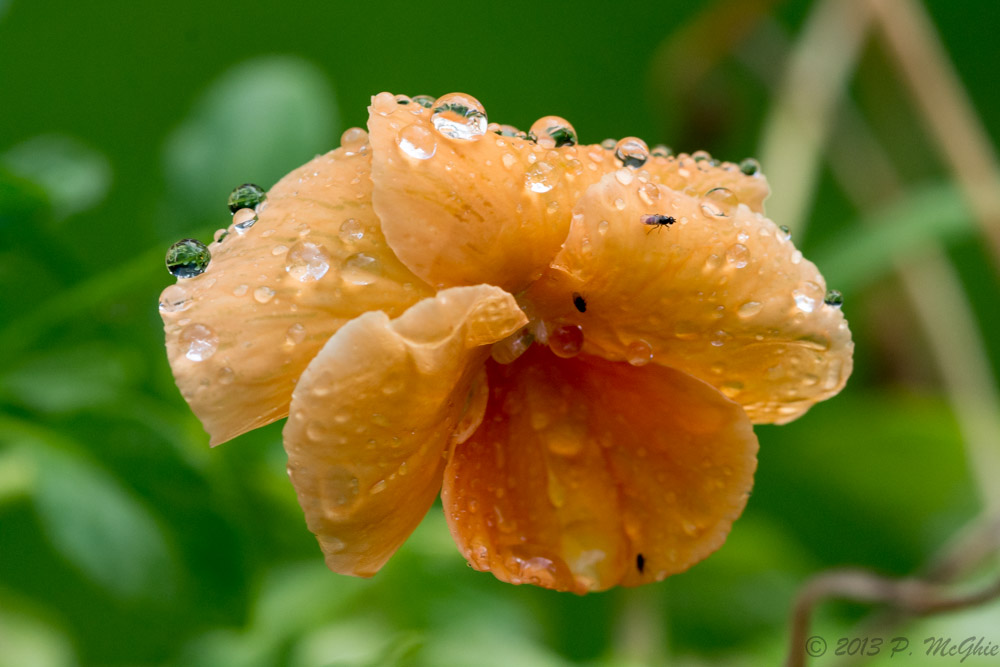 DSC_2421.jpg