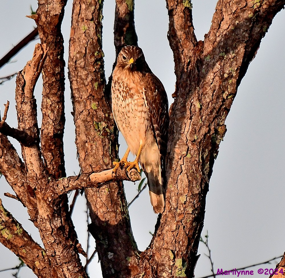 DSC_2421_001.JPG
