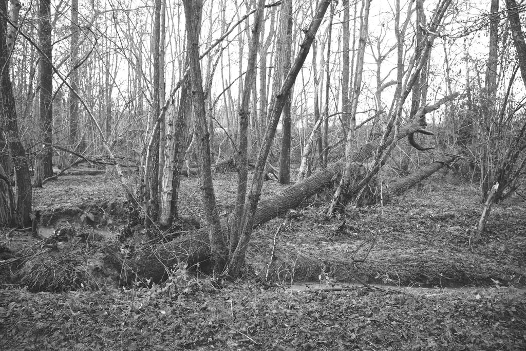 DSC_2422.jpg