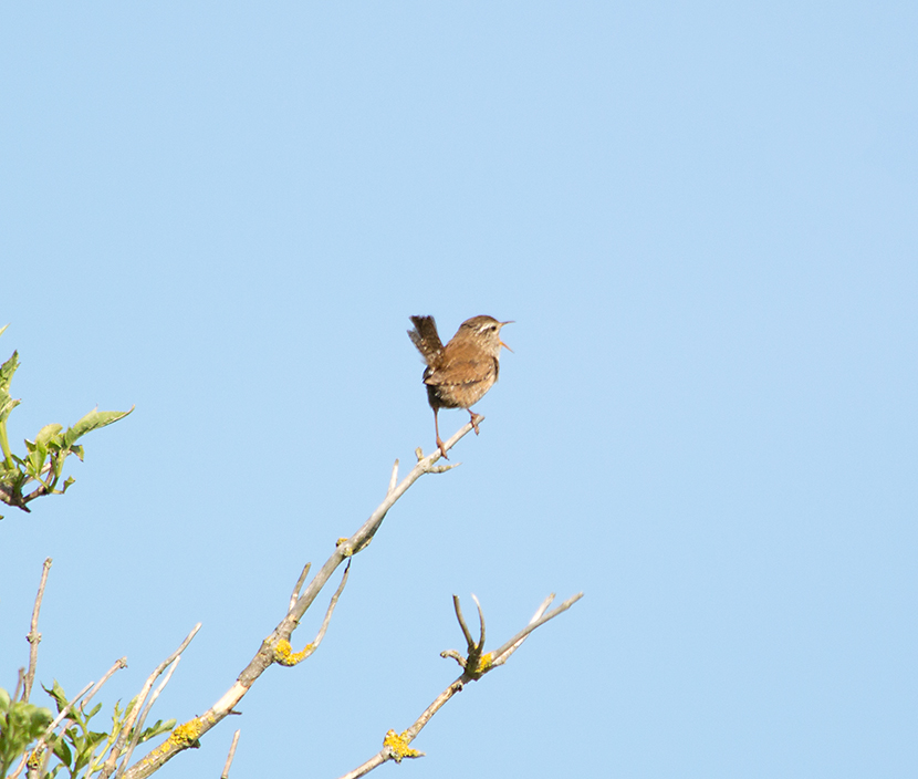 DSC_2423.jpg