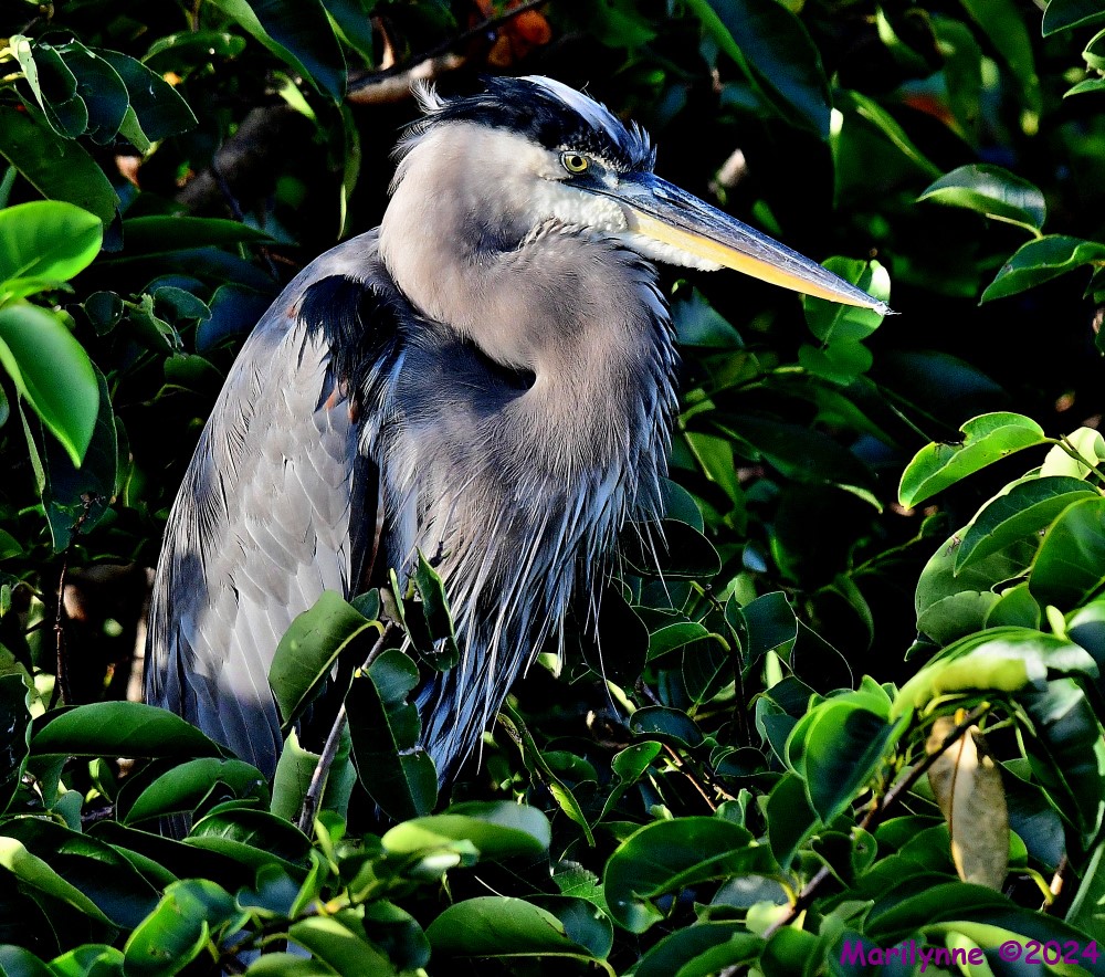 DSC_2423_001.JPG
