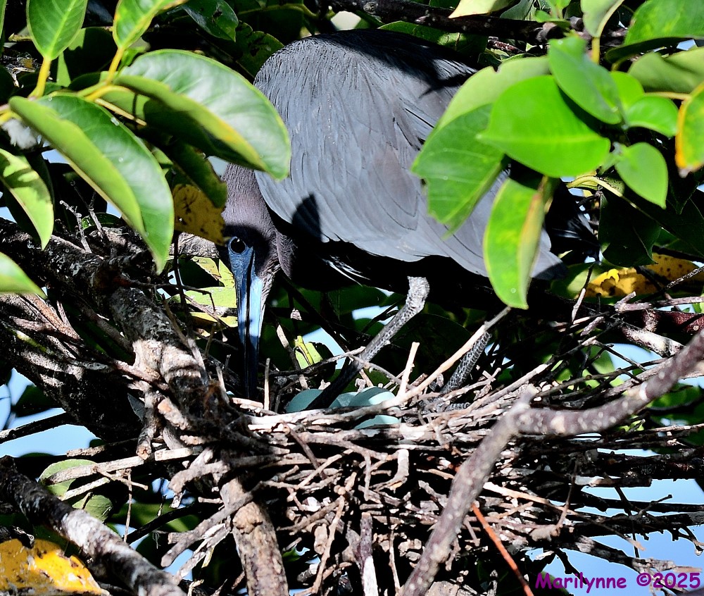 DSC_2423_001.JPG
