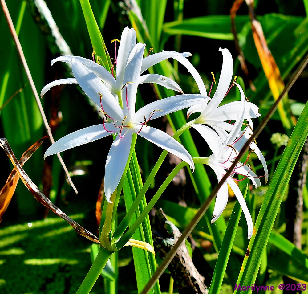 DSC_2424_001.JPG