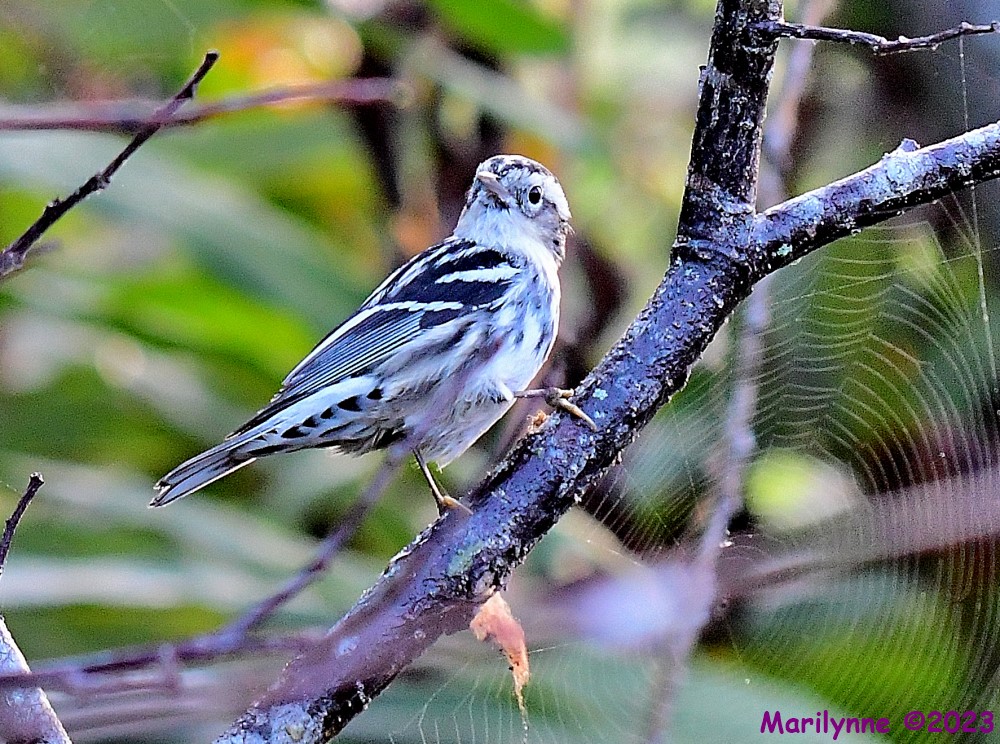 DSC_2425_001.JPG