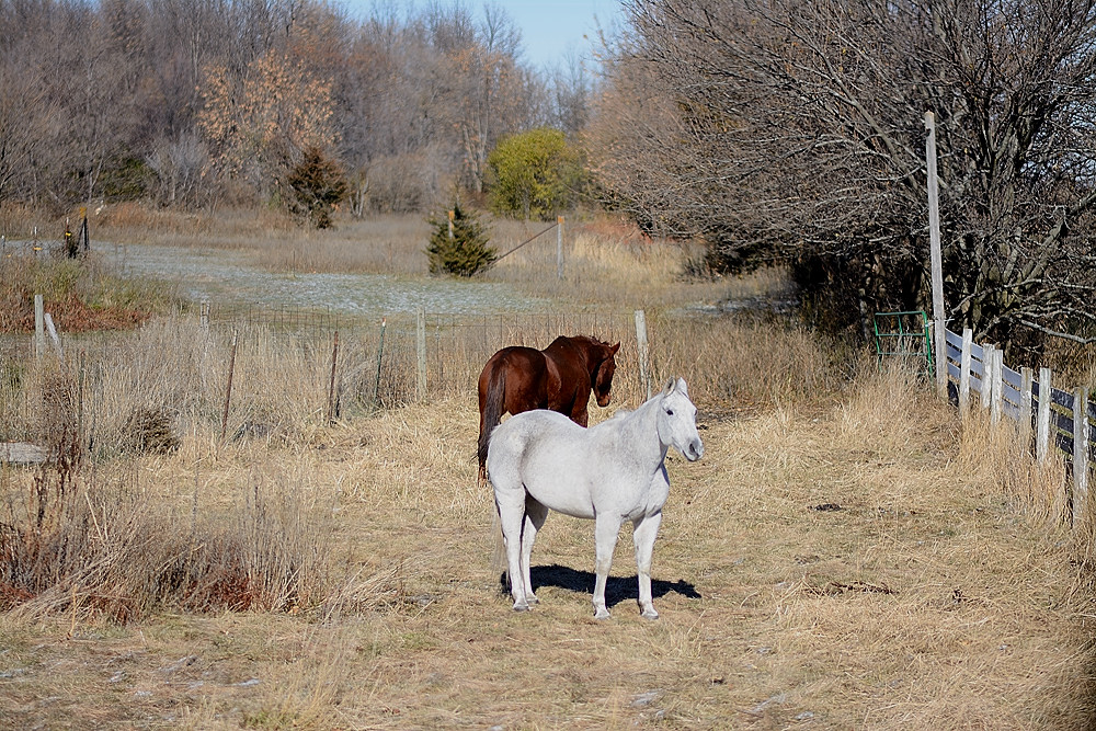 DSC_2426.JPG