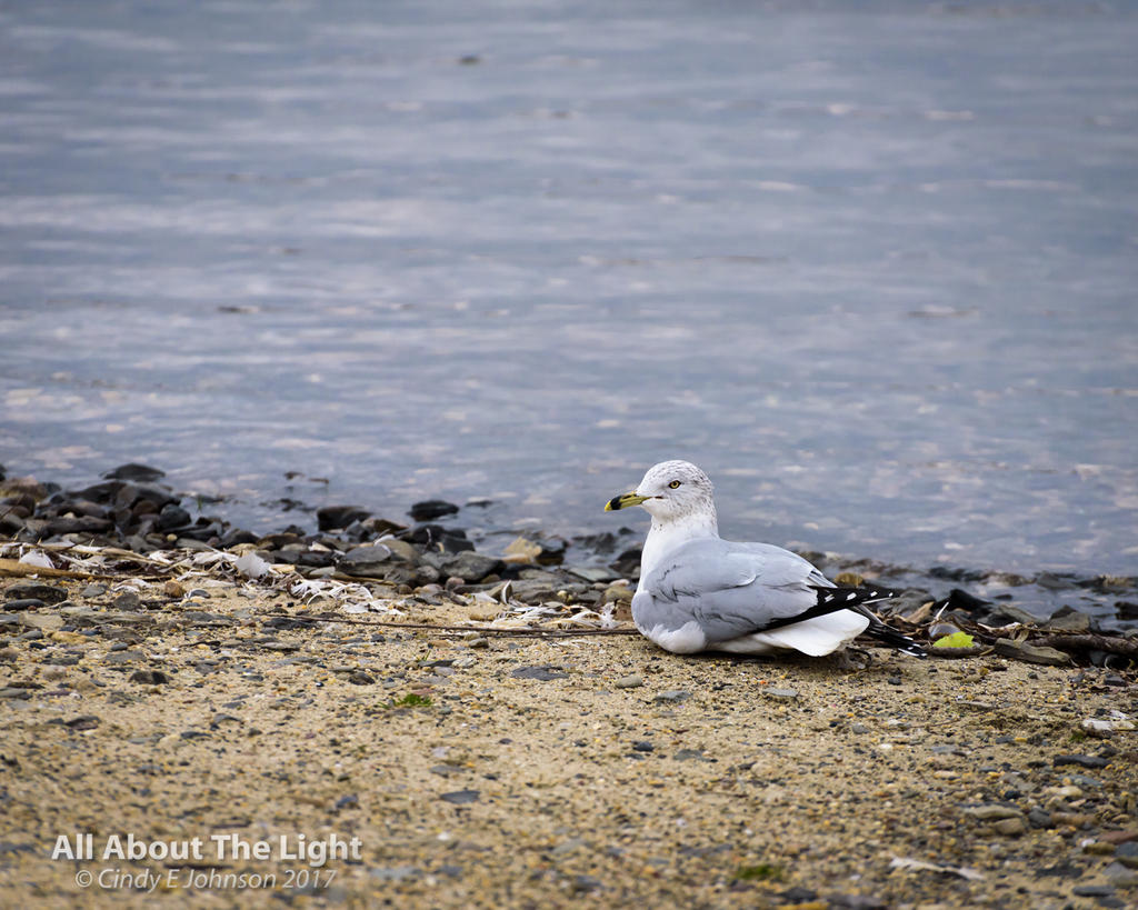 DSC_2426 low res.jpg DSC_2426 low res.jpg