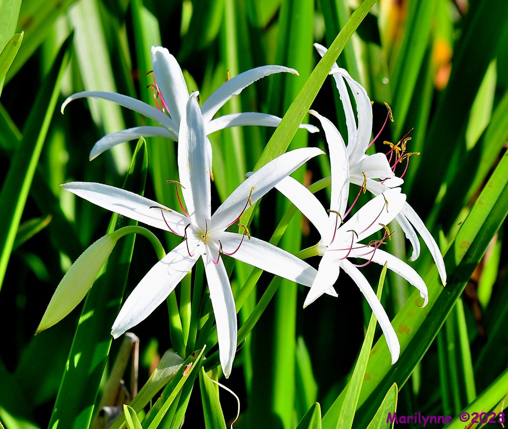 DSC_2426_001.JPG
