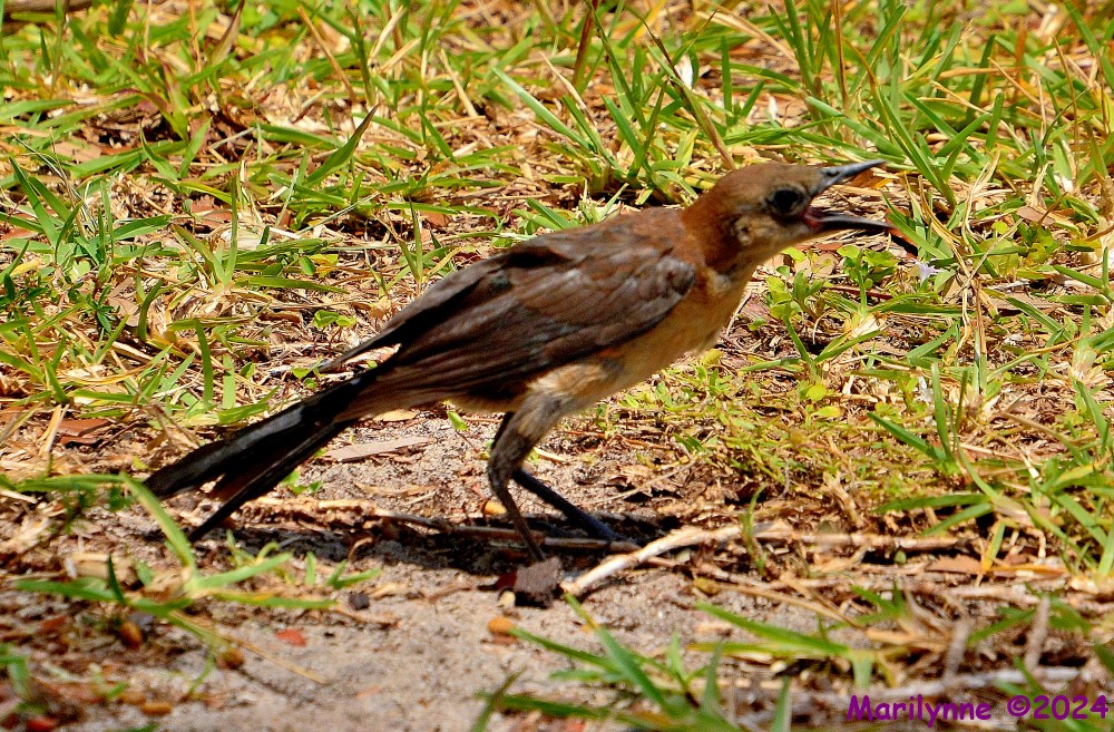 DSC_2426_001.JPG