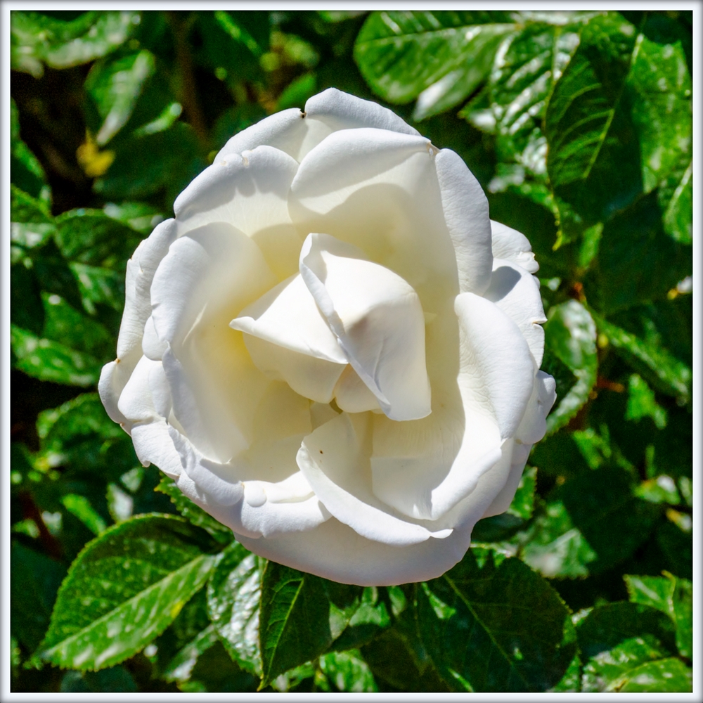 DSC_2429.jpg