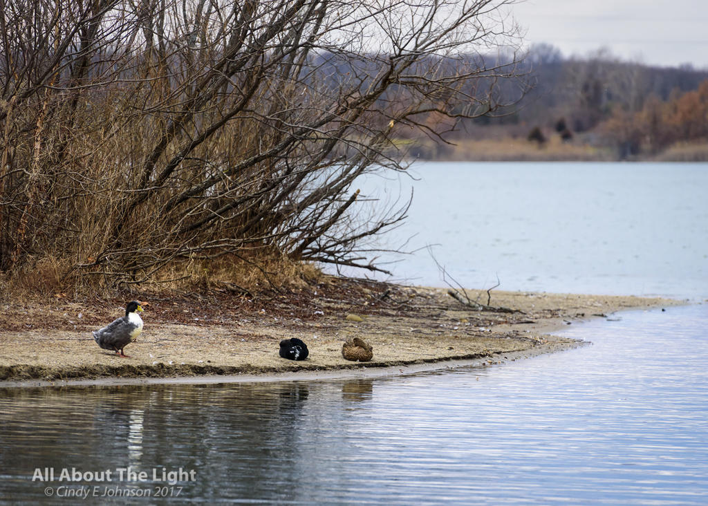 DSC_2429 low res.jpg DSC_2429 low res.jpg