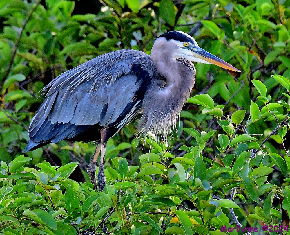 DSC_2429_001.JPG