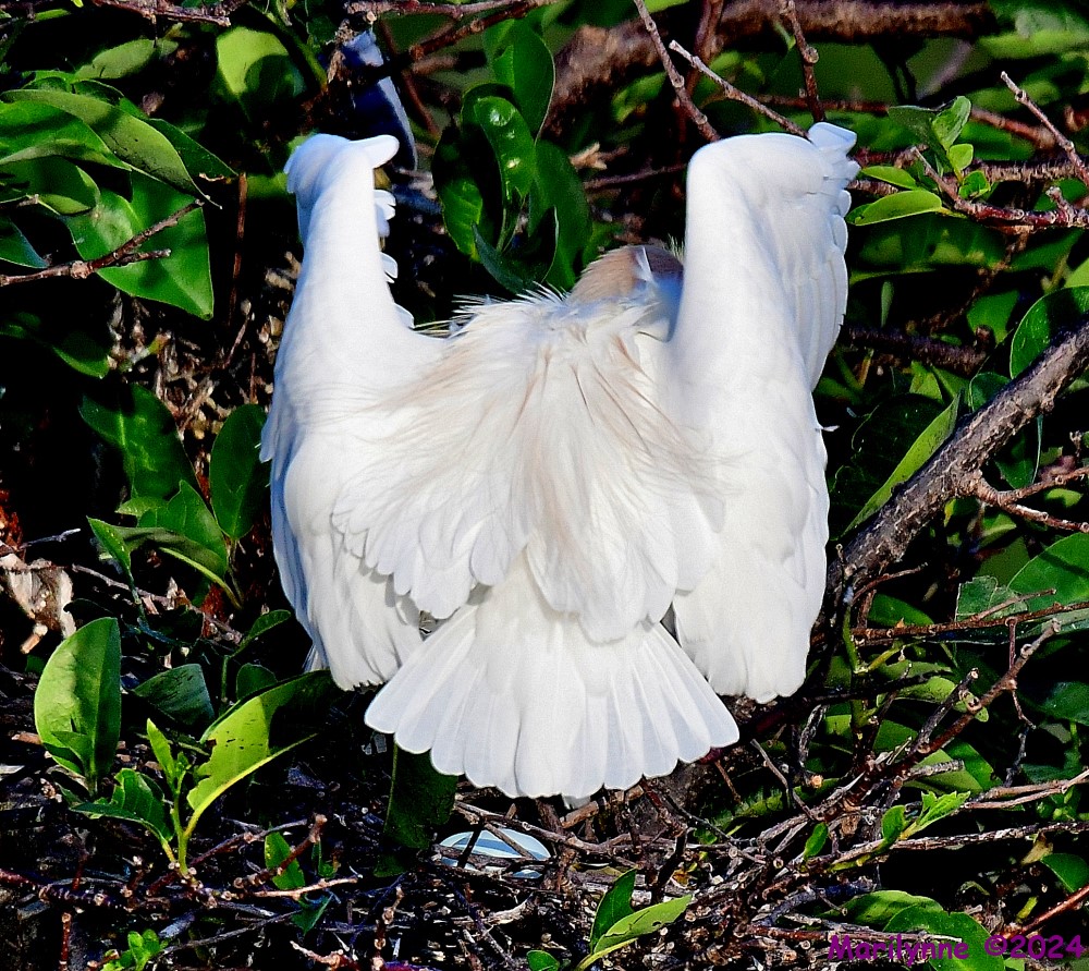 DSC_2430_001.JPG